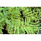 SANGUISORBA tenuifolia 'Purpurea'