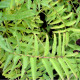 SANGUISORBA tenuifolia 'Purpurea'