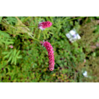 SANGUISORBA tenuifolia 'Purpurea'