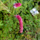 SANGUISORBA tenuifolia 'Purpurea'