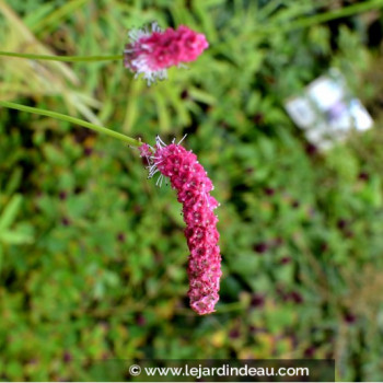 SANGUISORBA tenuifolia &#039;Purpurea&#039;