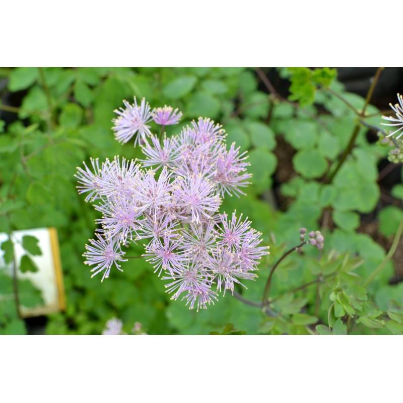 THALICTRUM aquilegifolium