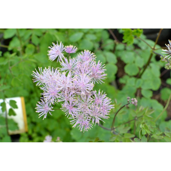 THALICTRUM aquilegifolium