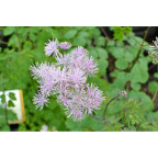 THALICTRUM aquilegifolium