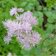 THALICTRUM aquilegifolium