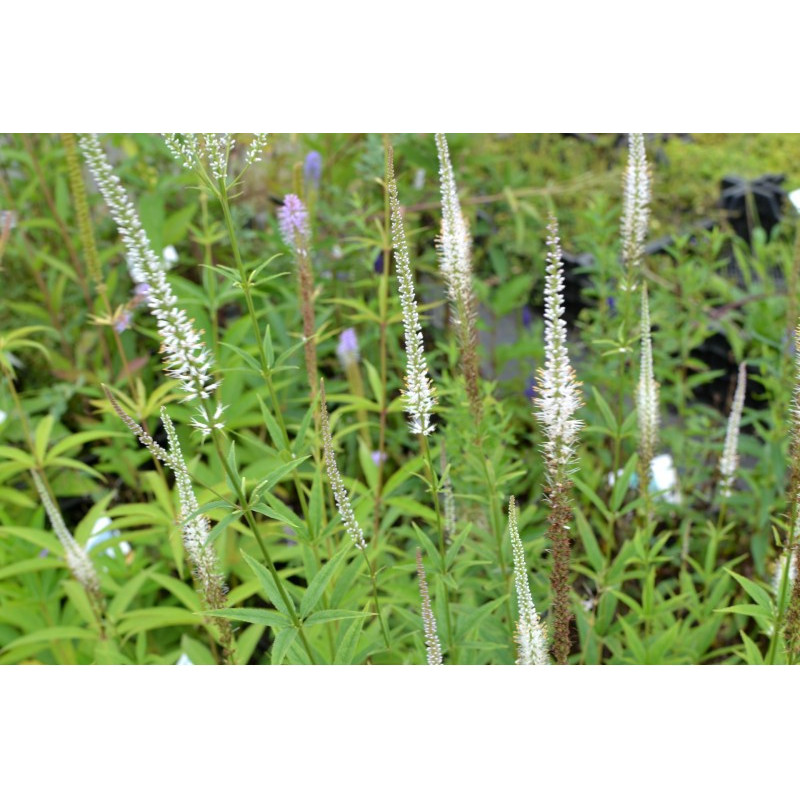 VERONICASTRUM virginicum 'Album'