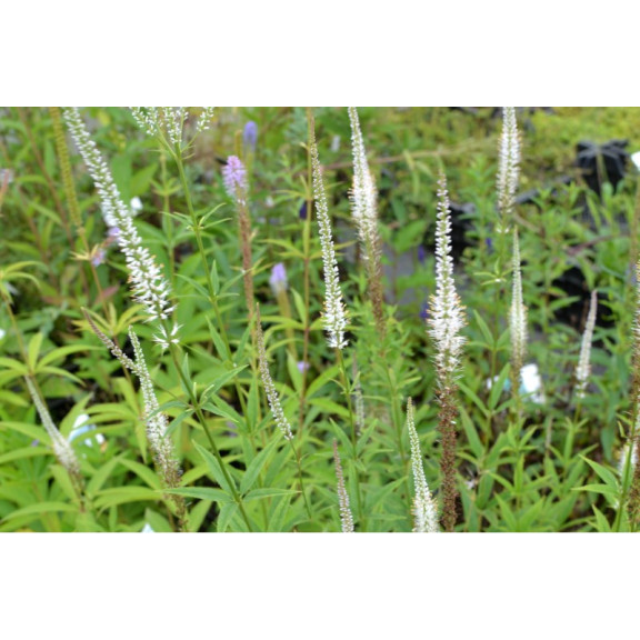 VERONICASTRUM virginicum 'Album'
