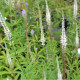 VERONICASTRUM virginicum 'Album'