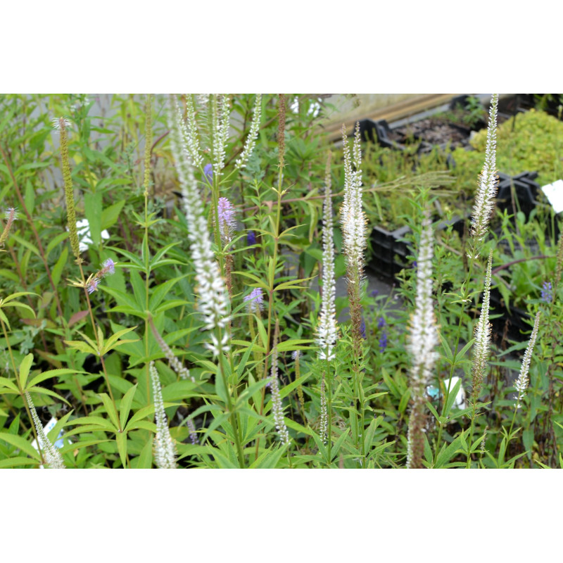 VERONICASTRUM virginicum 'Album'