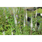 VERONICASTRUM virginicum 'Album'