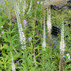 VERONICASTRUM virginicum 'Album'