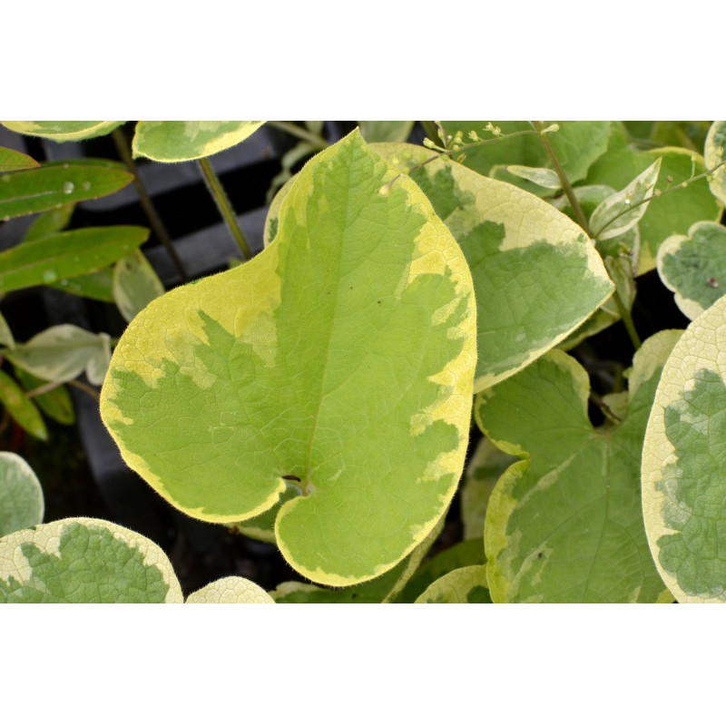 BRUNNERA macrophylla 'Hadspen Cream'