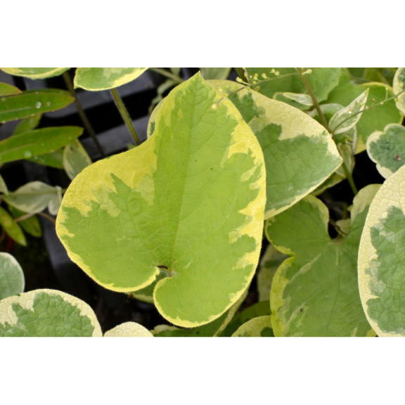 BRUNNERA macrophylla 'Hadspen Cream'