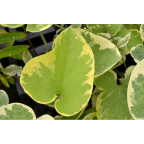 BRUNNERA macrophylla 'Hadspen Cream'