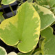 BRUNNERA macrophylla 'Hadspen Cream'