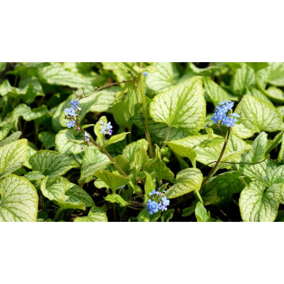 BRUNNERA macrophylla 'Hadspen Cream'
