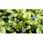 BRUNNERA macrophylla 'Hadspen Cream'
