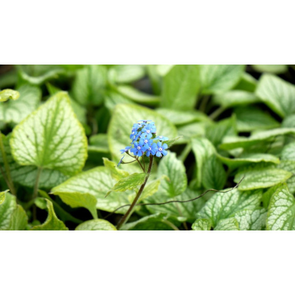 BRUNNERA macrophylla 'Hadspen Cream'