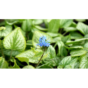 BRUNNERA macrophylla \'Hadspen Cream\'