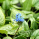 BRUNNERA macrophylla 'Hadspen Cream'