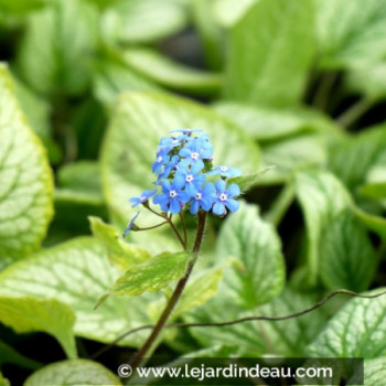 BRUNNERA macrophylla &#039;Hadspen Cream&#039;