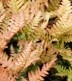 DRYOPTERIS erythrosora