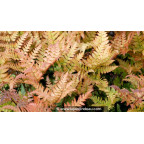 DRYOPTERIS erythrosora DRYOPTERIS erythrosora