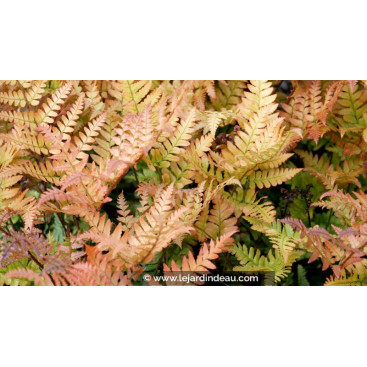 DRYOPTERIS erythrosora