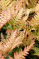 DRYOPTERIS erythrosora