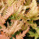 DRYOPTERIS erythrosora