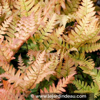 DRYOPTERIS erythrosora