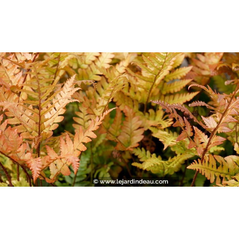 DRYOPTERIS erythrosora DRYOPTERIS erythrosora