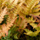 DRYOPTERIS erythrosora