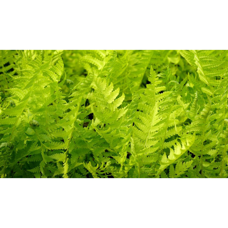 MATTEUCCIA struthiopteris