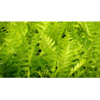 MATTEUCCIA struthiopteris