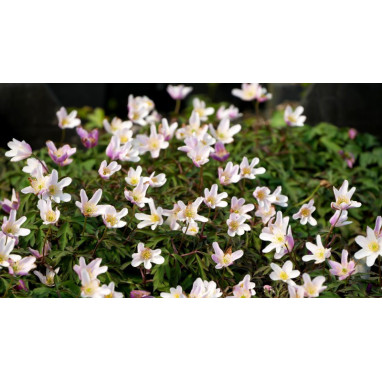 ANEMONE nemorosa
