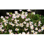 ANEMONE nemorosa