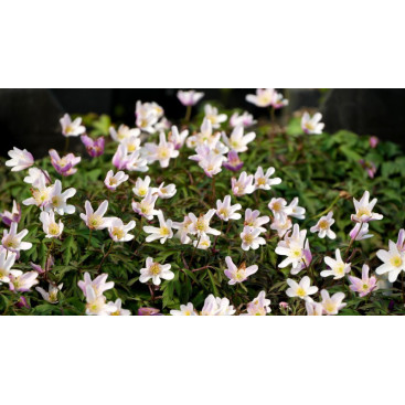 ANEMONE nemorosa