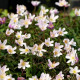 ANEMONE nemorosa