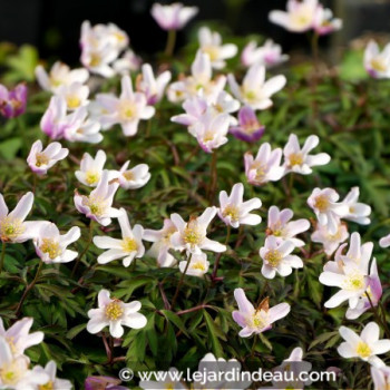 ANEMONE nemorosa