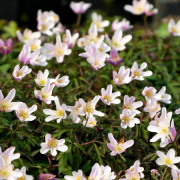 ANEMONE hybrida 'Königin Charlotte', Anémone du Japon -Le Jardin d'eau