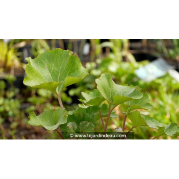 FARFUGIUM japonicum \'Crispata\'