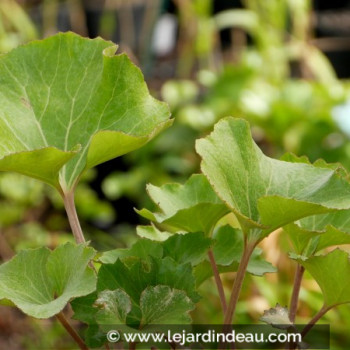 FARFUGIUM japonicum &#039;Crispata&#039;