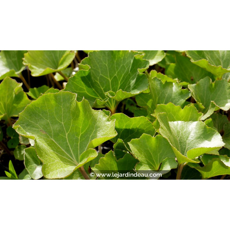 FARFUGIUM japonicum 'Crispata'