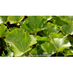 FARFUGIUM japonicum 'Crispata'