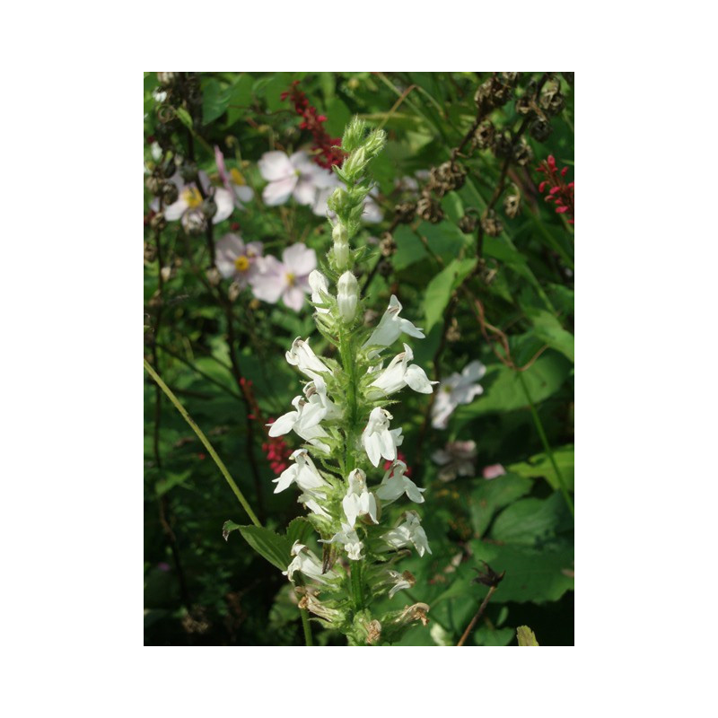 LOBELIA siphilitica 'Alba'