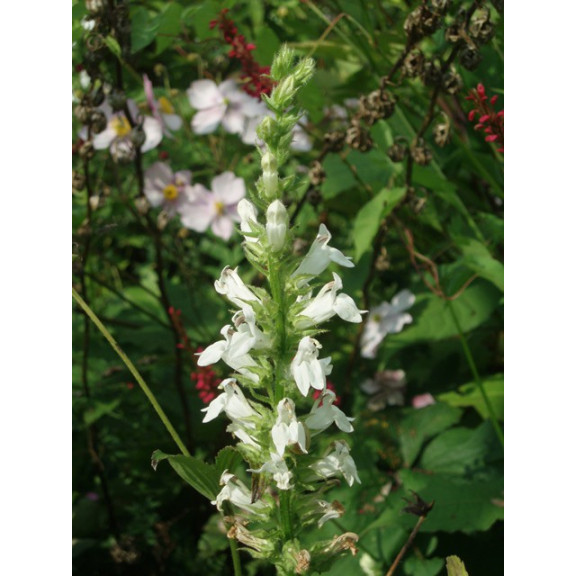 LOBELIA siphilitica 'Alba'