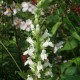 LOBELIA siphilitica 'Alba'