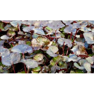 LIGULARIA \'Pandora\'