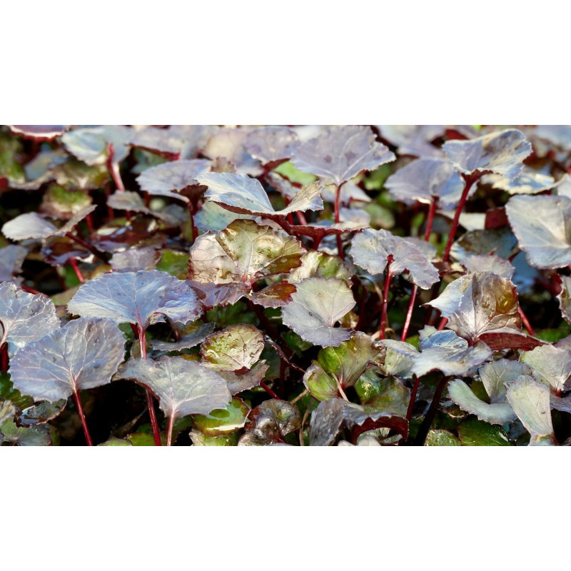 LIGULARIA 'Pandora'&reg;